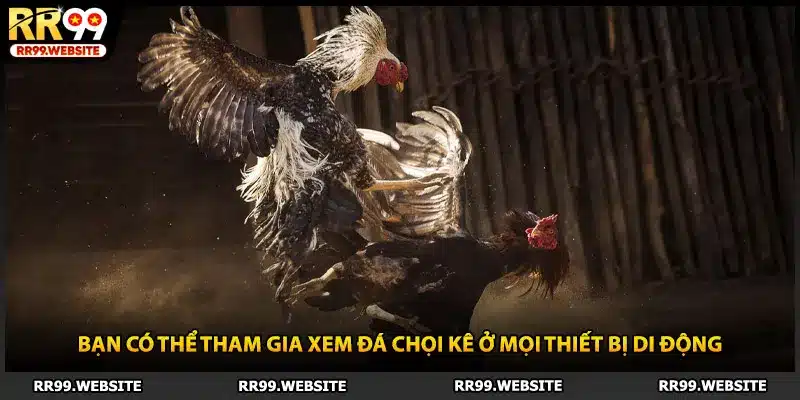 Bạn có thể tham gia xem đá chọi kê ở mọi thiết bị di động
