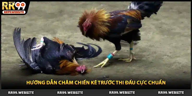 Hướng dẫn chăm chiến kê trước thi đấu cực chuẩn