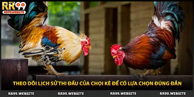 Theo dõi lịch sử thi đấu của chọi kê để có lựa chọn đúng đắn