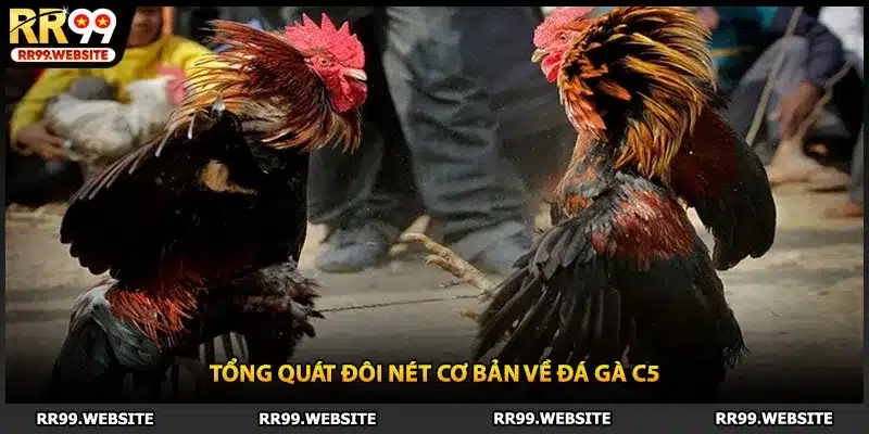 Tổng quát đôi nét cơ bản về đá gà C5